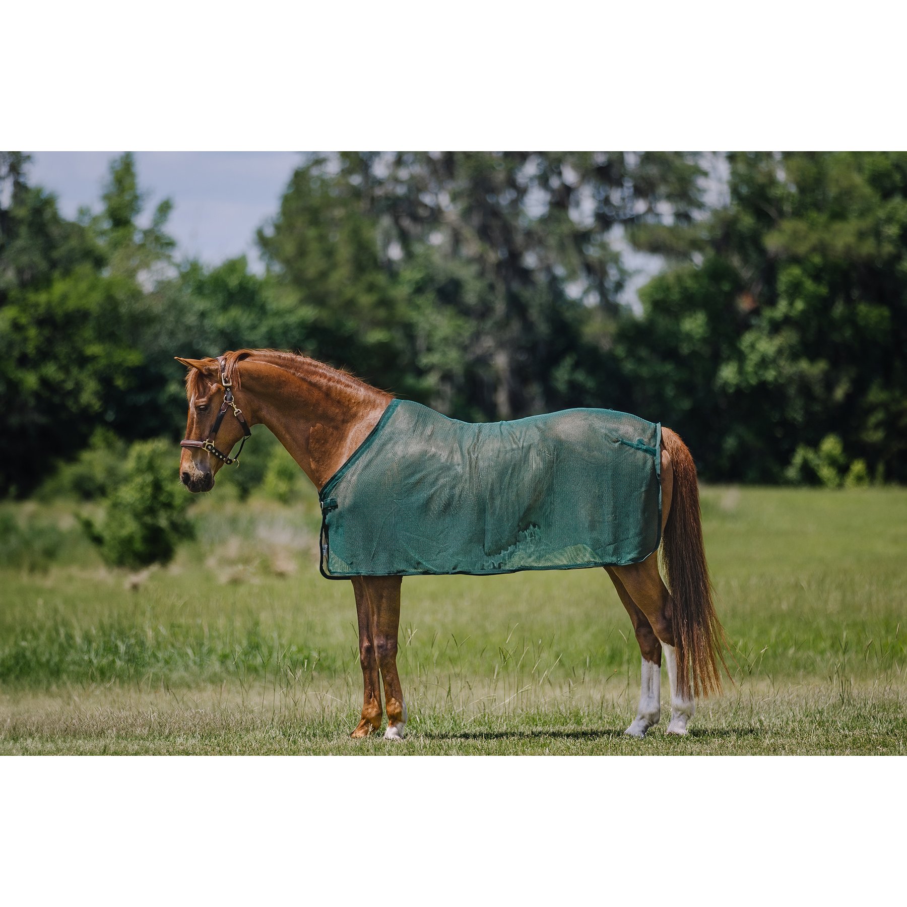 Centaur Scrim Dress Horse Sheet, Hunter Green, Horse
