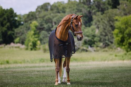 Show full view: Centaur Scrim Dress Horse Sheet, Black, Pony slide 2 of 5