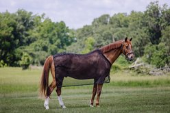 Centaur Scrim Dress Horse Sheet, Black, Cob