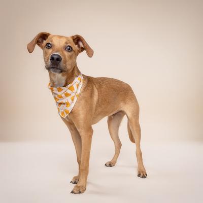 Show full view: The Paws Candycorn Dog Bandana, Small slide 4 of 6