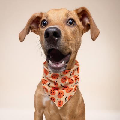 Show full view: The Paws Pumpkin Dog Bandana, Medium slide 2 of 6