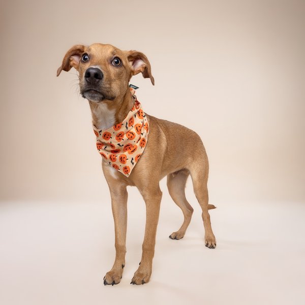 The Paws Pumpkin Dog Bandana