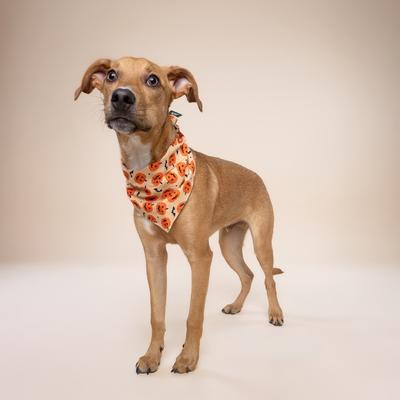 Show full view: The Paws Pumpkin Dog Bandana, Small slide 4 of 8
