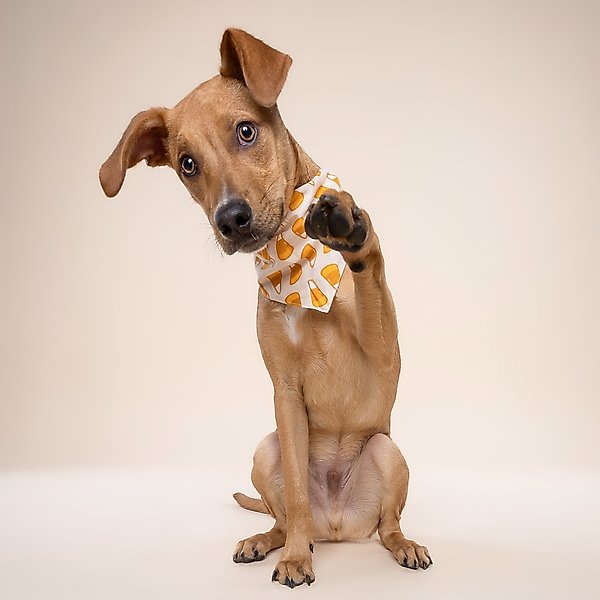 Show full view: The Paws Candycorn Dog Bandana, Medium slide 3 of 6