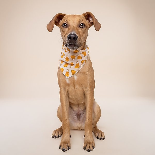 Show full view: The Paws Candycorn Dog Bandana, Medium slide 2 of 6