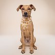 Show in main carousel: The Paws Candycorn Dog Bandana, Medium slide 2 of 6