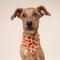 Show in main carousel: The Paws Pumpkin Dog Bandana, Medium slide 3 of 6