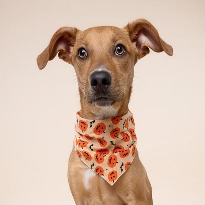Show full view: The Paws Pumpkin Dog Bandana, Medium slide 3 of 6