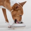 Show in main carousel: Cleverpup Nomad Silicone Dog Bowl, Sand, Small: 2-cup slide 2 of 7
