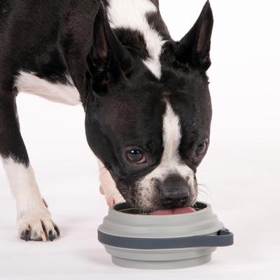 Show full view: Cleverpup Nomad Silicone Dog Bowl, Grey, Small: 2-cup slide 2 of 8