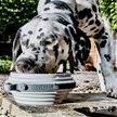 Show in main carousel: Cleverpup Nomad Silicone Dog Bowl, Grey, Large: 4-cup slide 2 of 7