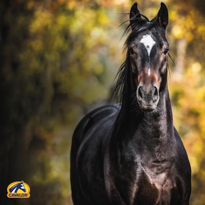 Show full view: Cavalor OilMega Liquid Horse Supplement, 2-L bottle slide 5 of 7