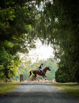Show full view: Cavalor Peak Performance Liquid Horse Supplement, 500-mL bottle slide 5 of 6