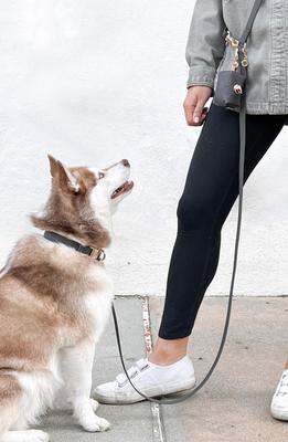 Show full view: Sunny Tails Cloud Waterproof Dog Collar, Ember Black, Medium: 12 to 18-in neck, 3/4-in wide slide 3 of 8