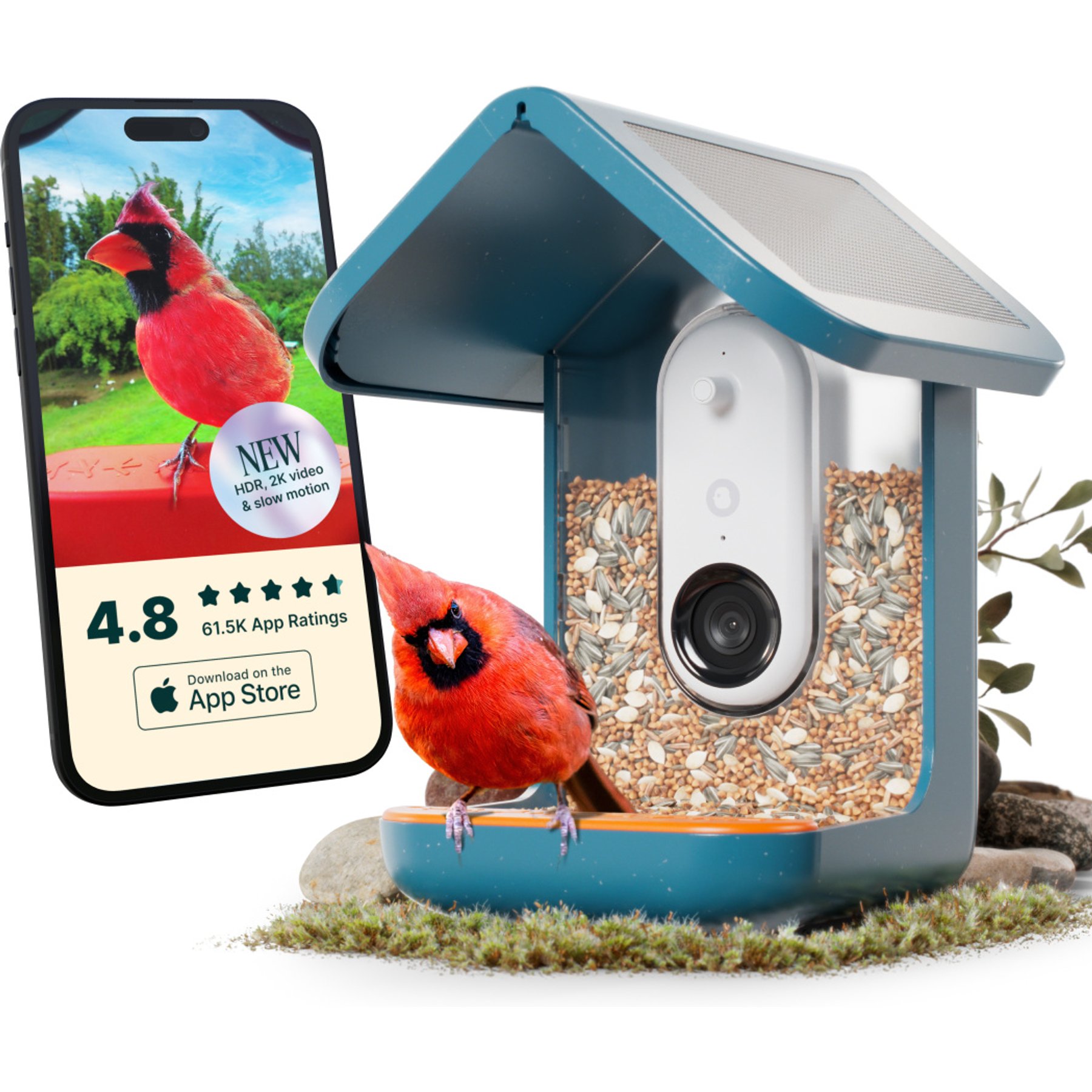 What is a Bird Buddy: Ultimate Guide to Your Feathered Friend