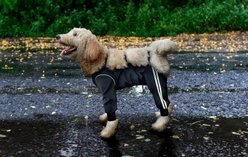 GOO-EEZ Splash Dog Rain Pants, Black, X-Large slide 2 of 6