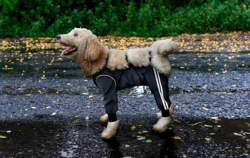 Show full view: GOO-EEZ Splash Dog Rain Pants, Black, Large slide 4 of 6