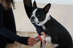 GOO-EEZ Ultras Dog Boots, Fuschia/Grey, Medium, 2 count slide 2 of 2