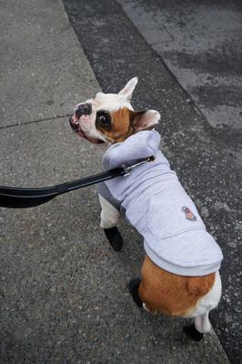 Show full view: GOO-EEZ Kangaroo Fleece Dog Hoodie, Heather Grey, Large slide 4 of 5