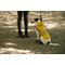Show in main carousel: GOO-EEZ Reflective Hooded Dog Raincoat, Yellow, XX-Small slide 4 of 4