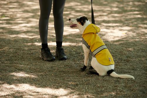 Show full view: GOO-EEZ Reflective Hooded Dog Raincoat, Yellow, XX-Small slide 4 of 4
