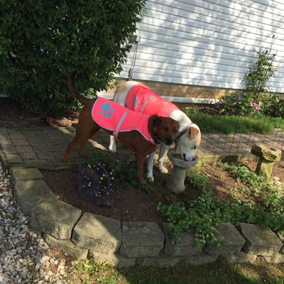 Show full view: SafetyPUP XD Urban Reflective Dog Vest, Pink, Medium slide 6 of 8