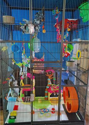 Show full view: Exotic Nutrition Madagascar Sugar Glider Cage, Black slide 8 of 9