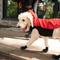 Show in main carousel: GOO-EEZ Kangaroo Fleece Dog Hoodie, Red, Large slide 3 of 4