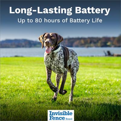 Show full view: Invisible Fence GPS Flex Wireless Dog Fence & GPS Tracker slide 6 of 8