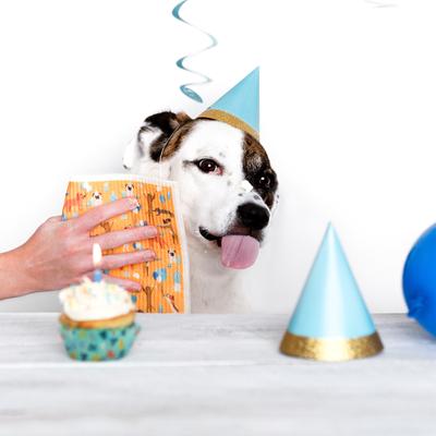 Show full view: Puppington Christmas Holidays Kitchen Towels, 12 count slide 2 of 8