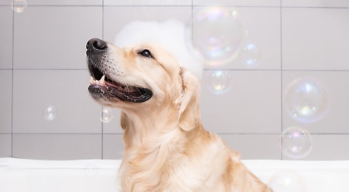 Douxo S3 PYO Antiseptic Antifungal Chlorhexidine Dog & Cat Shampoo