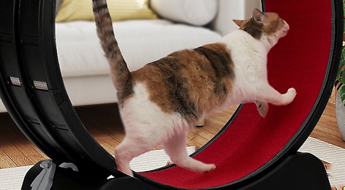 COZIWOW 29-in Exercise Running Wheel Cat Treadmill, Black