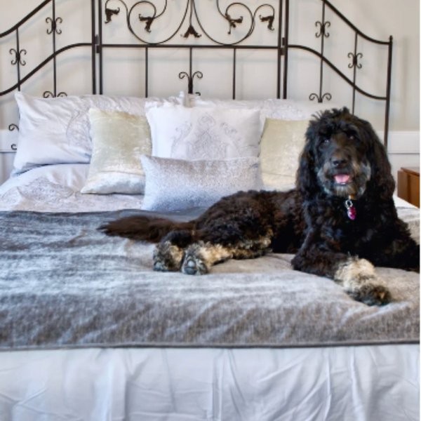 Show full view: Magic Fabric Luxurious Odor Resistant Dog & Cat Furniture Cover, Stone, Small slide 1 of 10