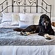 Show in main carousel: Magic Fabric Luxurious Odor Resistant Dog & Cat Furniture Cover, Stone, Small slide 1 of 10