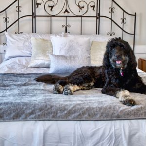 Magic Fabric Luxurious Odor Resistant Dog & Cat Furniture Cover, Stone, Small
