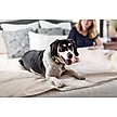 Show in main carousel: Magic Fabric Luxurious Odor Resistant Dog & Cat Furniture Cover, Stone, Small slide 6 of 10