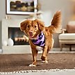 Show in main carousel: Frisco Reversible Bats & Striped Bandana with Pom-Pom Trim Costume, Medium/Large slide 5 of 9