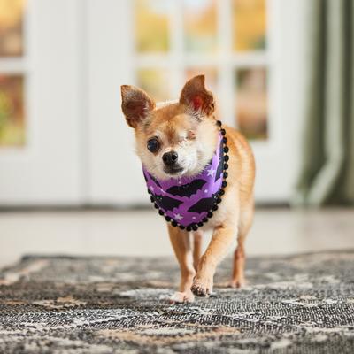Show full view: Frisco Reversible Bats & Striped Bandana with Pom-Pom Trim Costume, X-Small/Small slide 6 of 10