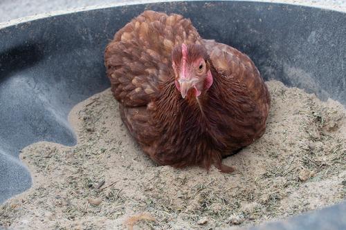 Show full view: Pampered Chicken Mama Bathing Dust Chicken Insect Control, 5-lb bag slide 3 of 10