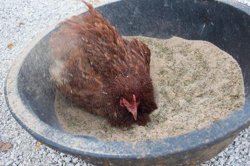 Show full view: Pampered Chicken Mama Bathing Dust Chicken Insect Control, 5-lb bag slide 2 of 10