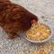 Show in main carousel: Pampered Chicken Mama Poultry Queen Mealworm & Corn Chicken Feed, 10-lb bag slide 2 of 9