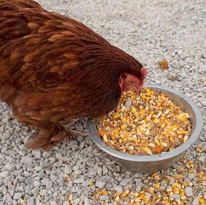 Show full view: Pampered Chicken Mama Poultry Queen Mealworm & Corn Chicken Feed, 10-lb bag slide 2 of 9