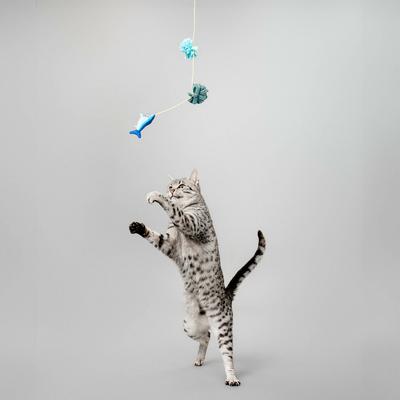 Show full view: Grrreen Turtle Teaser Cat Toy with Catnip, Green, Small + Fish Teaser Cat Toy with Catnip, Multi, Small slide 8 of 9