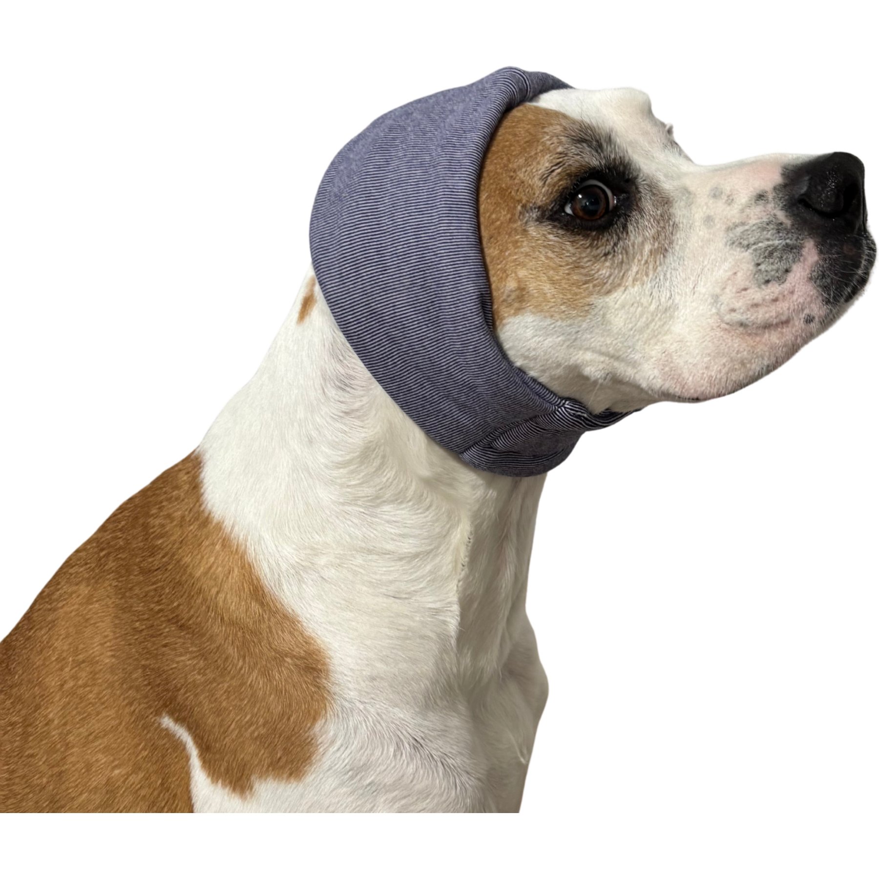 Labra Calming Noise Protection Dog Ear Headband, Purple, Large