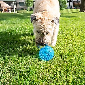 Gnawsome Squeaker Ball Dog Toy, Color Varies, X-Large