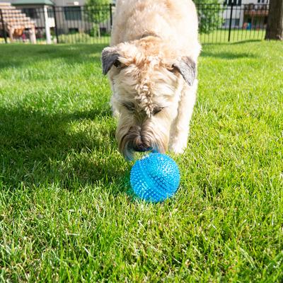 Show full view: Gnawsome Squeaker Ball Dog Toy, Color Varies, X-Large slide 3 of 8