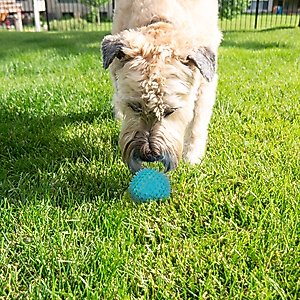 Gnawsome Squeaker Ball Dog Toy, Color Varies, Medium