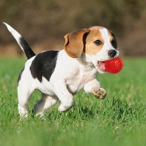 Gnawsome Squeaker Ball Dog Toy, Color Varies, Small
