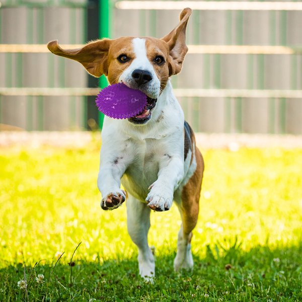 Gnawsome Squeaker Football Dog Toy, Color Varies