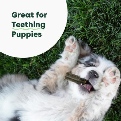 Show full view: Pupford Mint Flavored Dental Dog Treats, 14 count slide 10 of 11